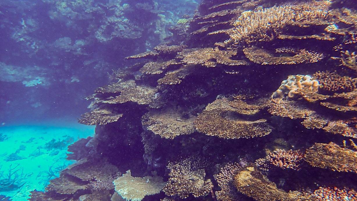 Immer neue Korallenbleichen setzen dem Naturwunder schwer zu. | © -/LTMP/dpa