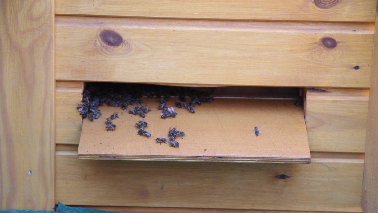 Landebahn: Die Bienen können über diese Luke außen am Pavillon in den Bienenstock hineinfliegen. | © Mareike Gröneweg