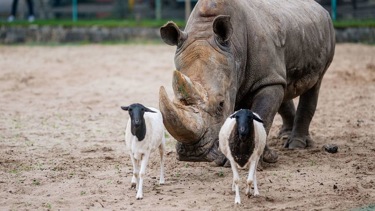 Nashorn Snoopy versteht sich wunderbar mit den beiden Schafen Claudia und Michaela. Im Safariland begeistert das ungleiche Trio die Besucher. | © Besim Mazhiqi