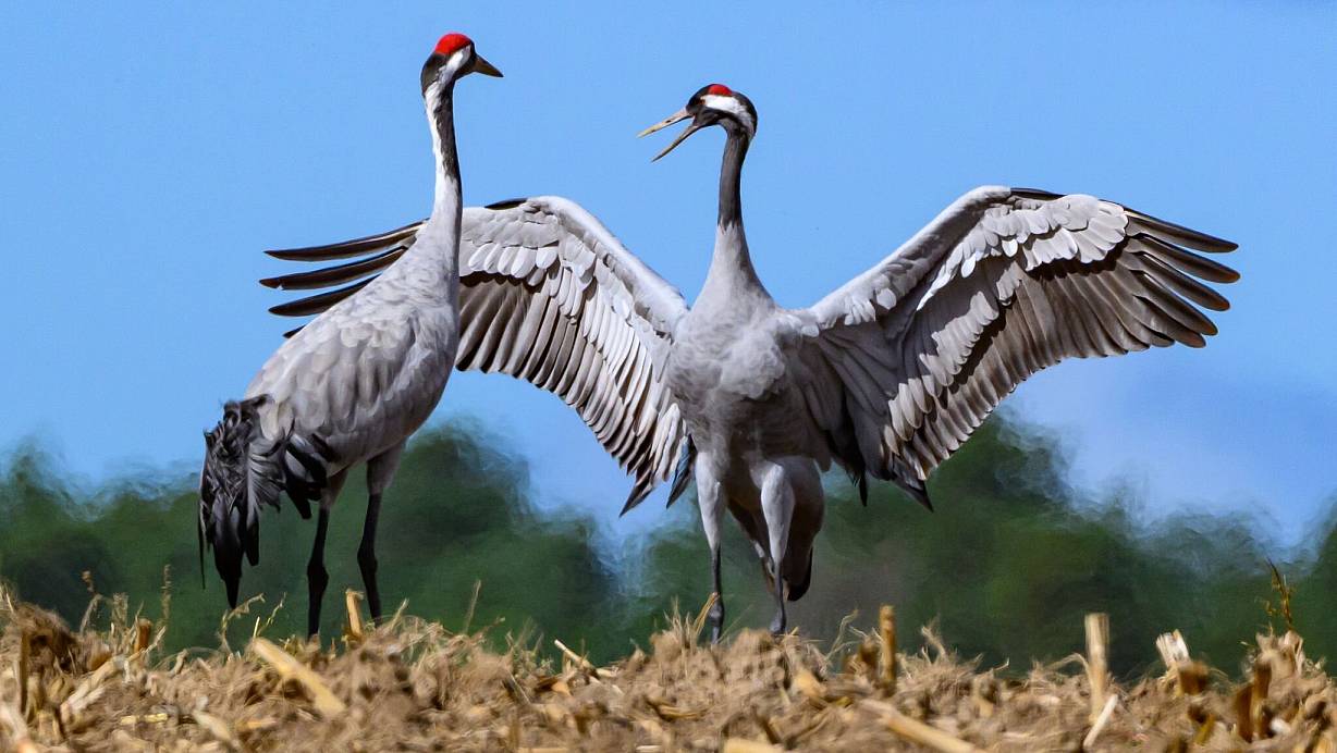 Kraniche sind in dieser Saison besonders von der Geflügelpest betroffen. | © Patrick Pleul/dpa