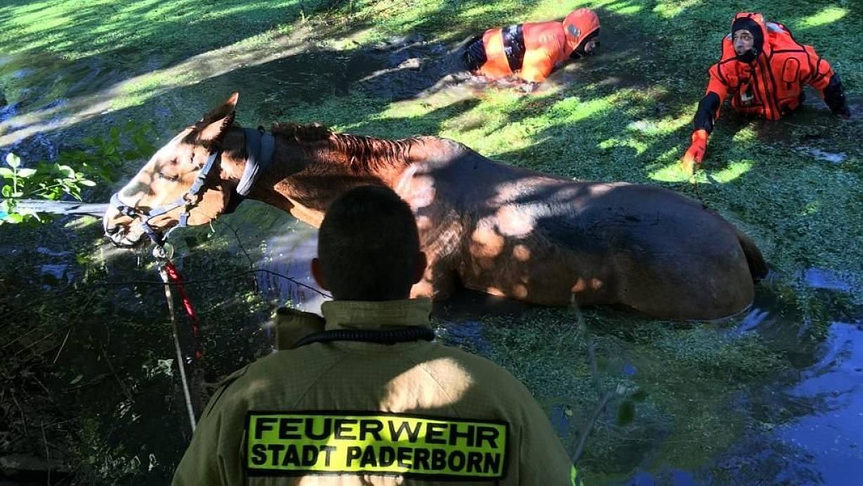 Das Pferd konnte sich aus eigener Kraft nicht aus dem Boker Kanal bei Schlo&szlig; Neuhaus befreien. | &copy; Feuerwehr Paderborn