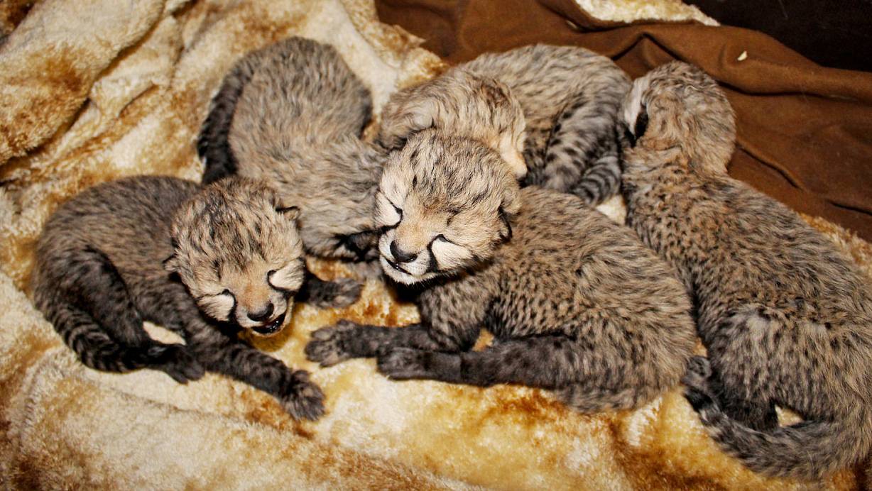Geparden-Winzlinge im Zoo Safaripark | © Safaripark