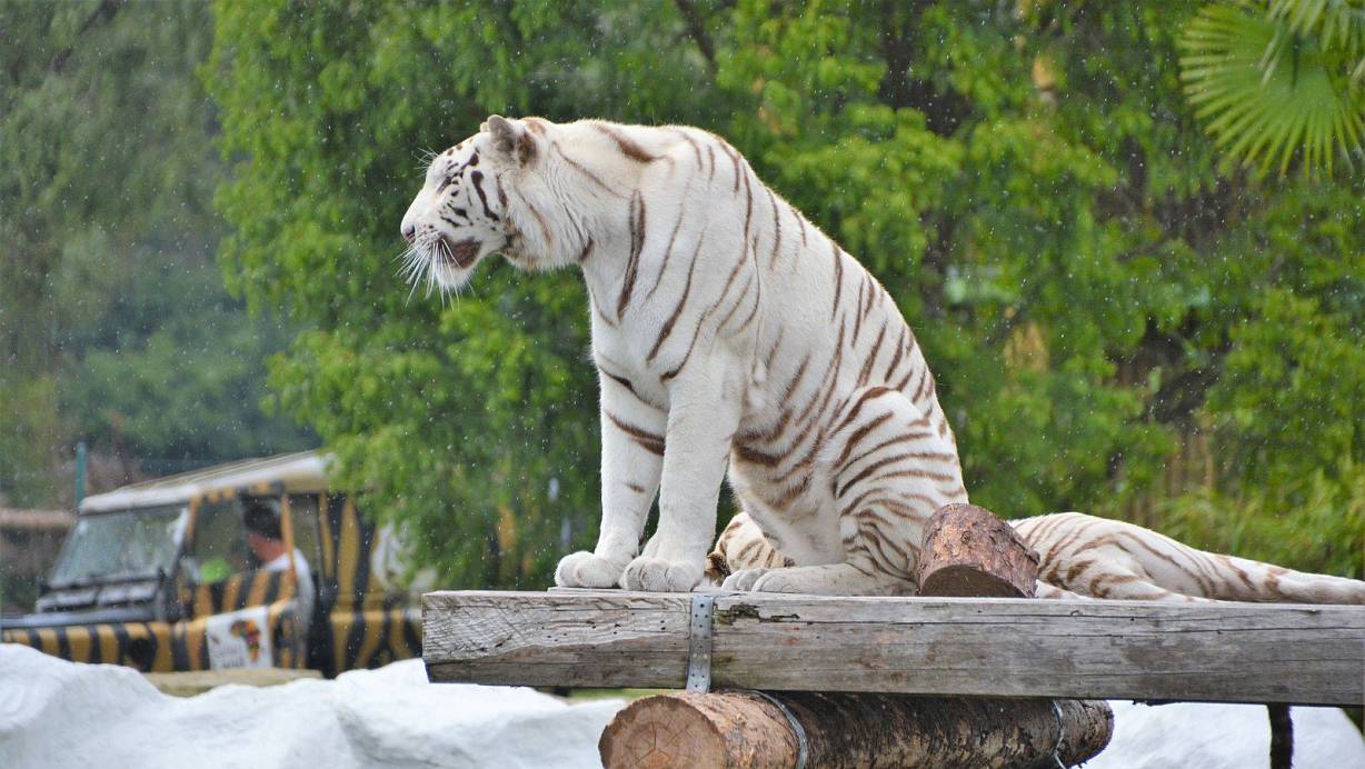 Die weißen Tiger lassen sich nicht vom schlechten Wetter beeindrucken. | © Karin Prignitz