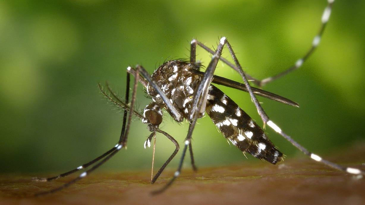 Überträger wie exotische Mückenarten breiten sich nach Europa aus. | © picture alliance / dpa