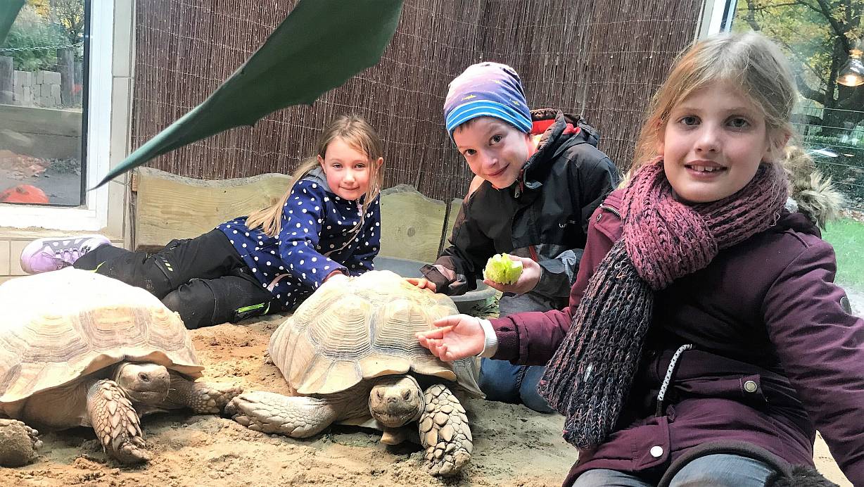 Auf Tuchfühlung mit Schildkröte Günther: Einen Tag lang durften Jonna, Johann und Frieda im Tierpark Herford als Tierpfleger mit in den Gehegen arbeiten. | © Anneke Quasdorf