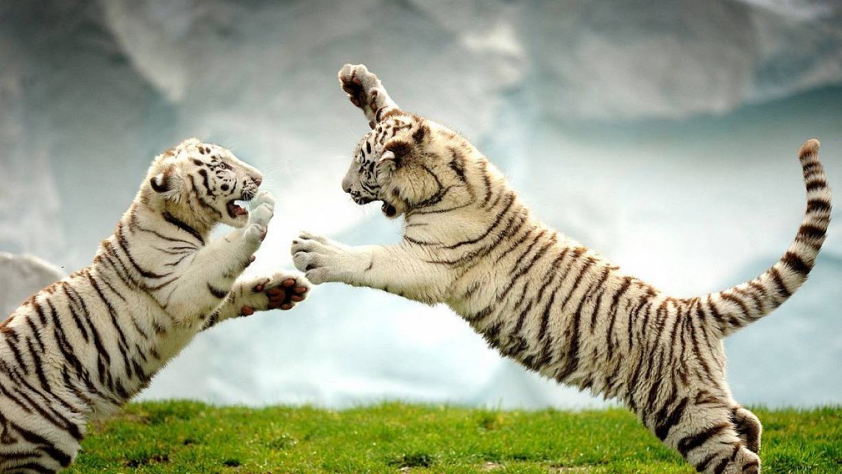 Die wei&szlig;en Tiger im Safaripark. | &copy; Archivfoto: Andreas Fruecht