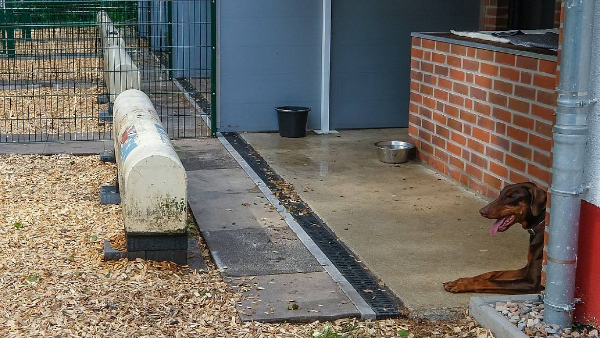 Endlich Ruhe im Haus: Eine Wohltat für viele der "Insassen" des Bielefelder Tierheims. | © Susanne Lahr (Archiv)