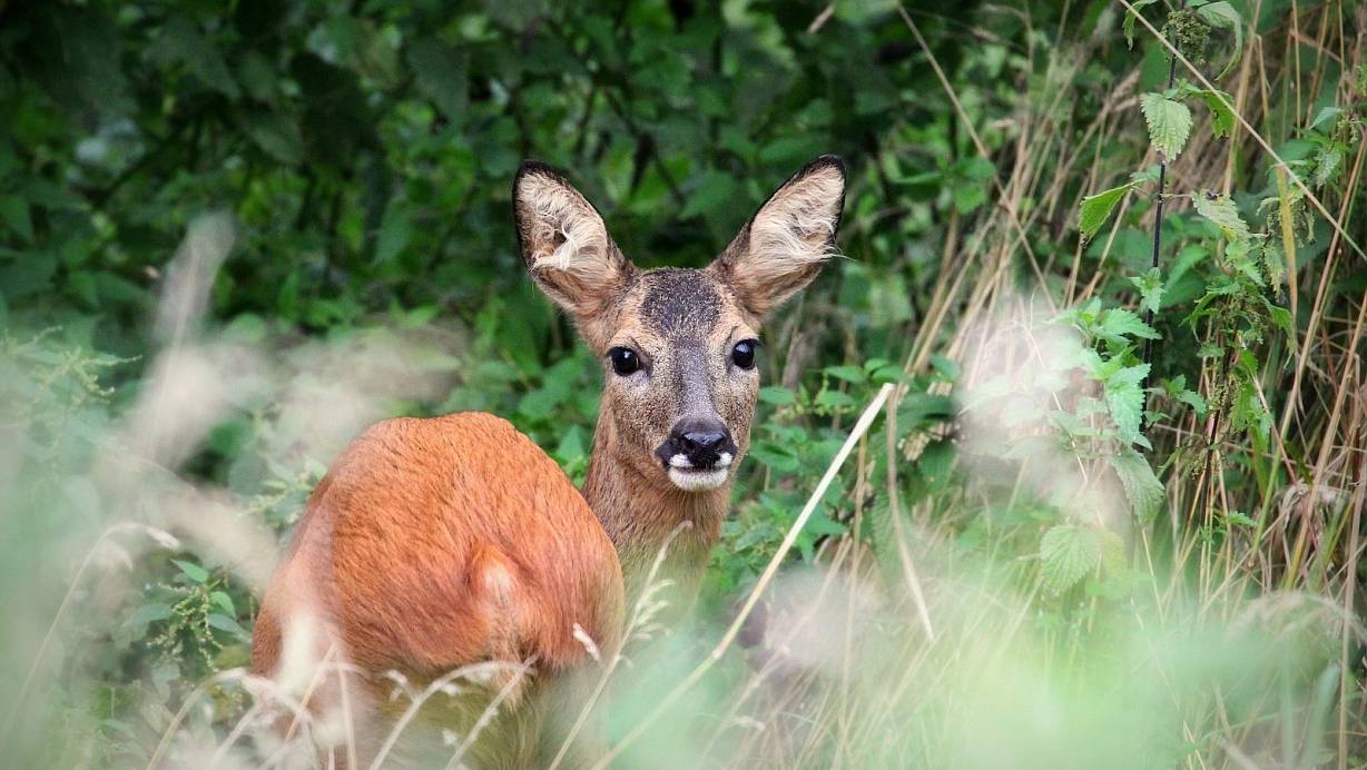Zwei Rehe sind jetzt von Unbekantnen am westlichen Stadtarnd Espelkamps erschossen worden. Dort wurden sie ihres besten Fleisches beraubt und die Kadaver einfach an anderer Stelle wieder abgelegt. | © Wiebke Hömann