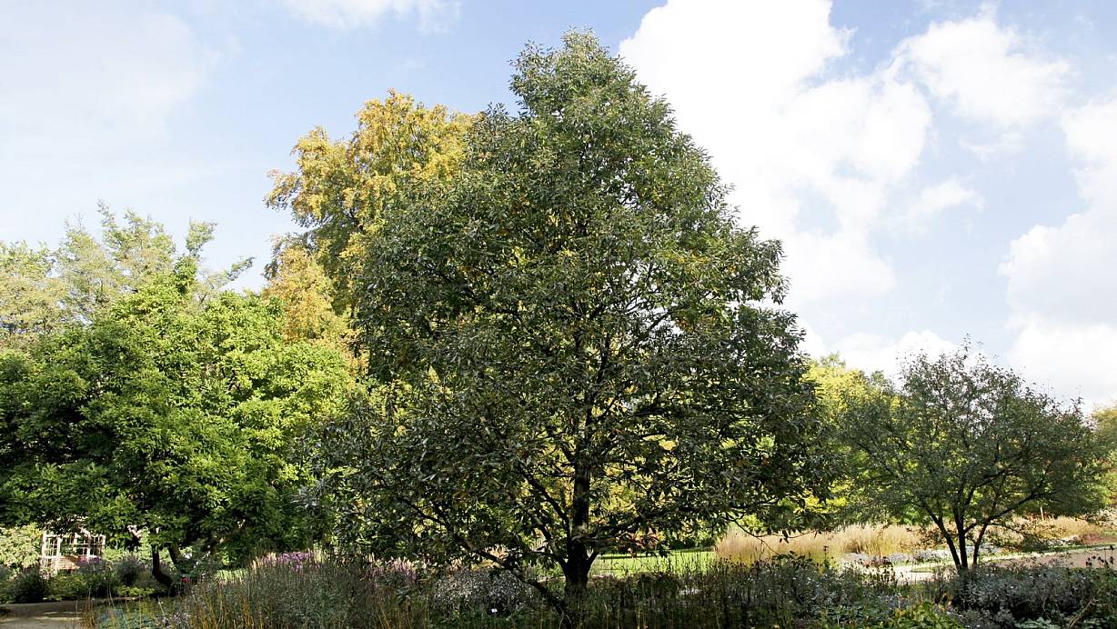 Stammt ursprünglich aus Kleinasien: Die Esskastanie, hier im Botanischen Garten. | © Toman