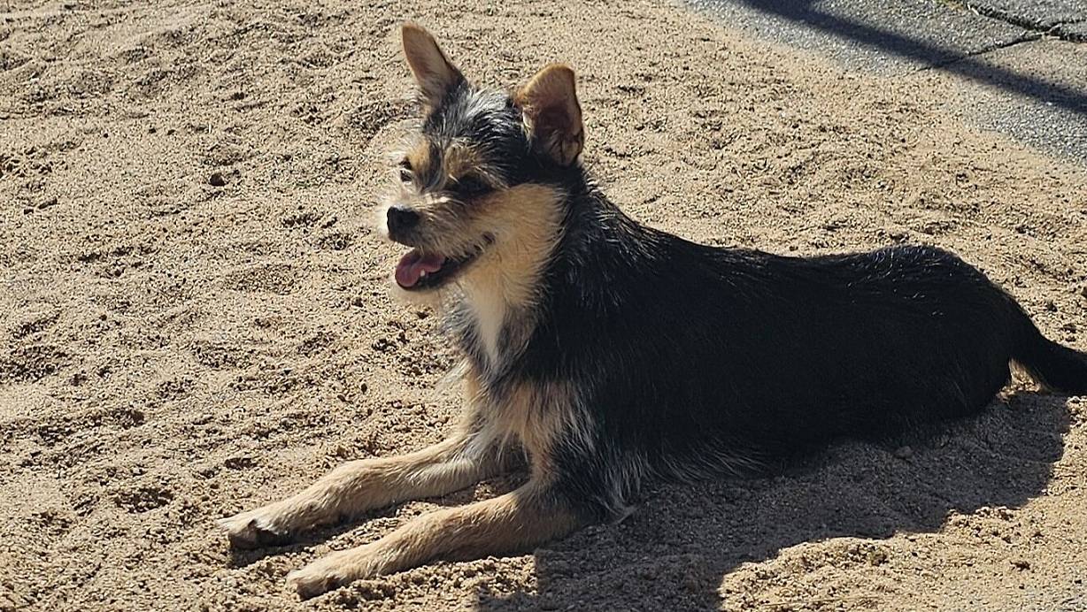 Hündin "Fibie" wartet noch auf ein schönes Zuhause. | © Louisa Kohnert