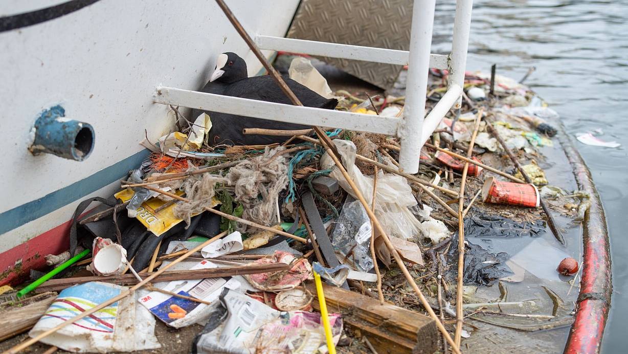 In Amsterdam bauen Blässhühner ihre Nester auch auf menschengemachte Untergründe - und mit menschengemachtem Plastik. | © Auke-Florian Hiemstra/dpa