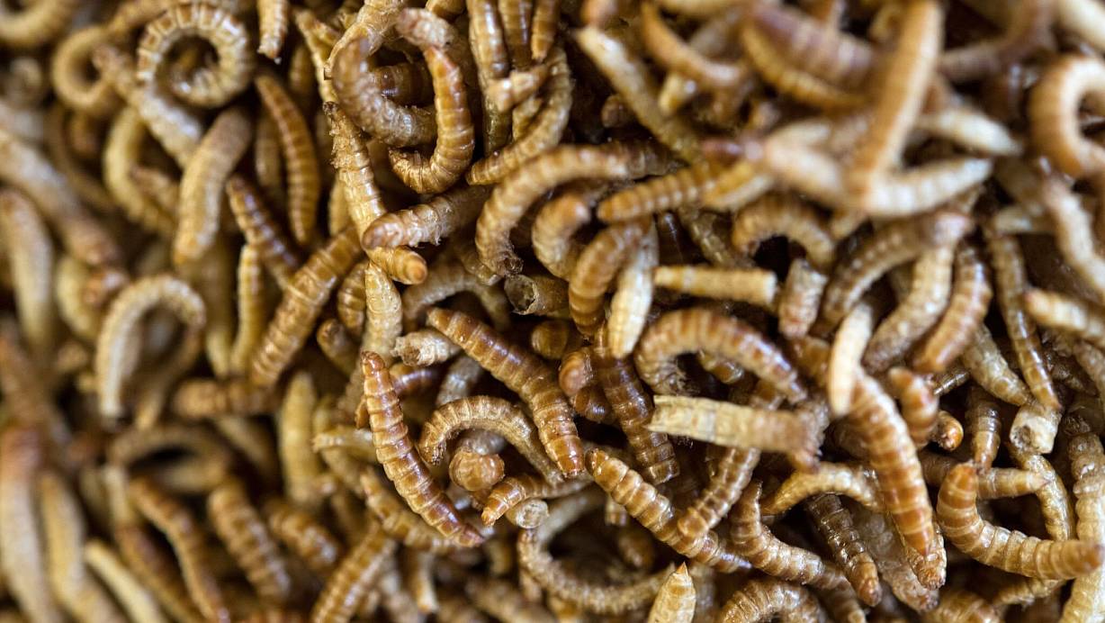 Anders als in Deutschland sind in vielen Ländern weltweit Insekten auf dem Teller nichts Ungewöhnliches. | © Marijan Murat/dpa