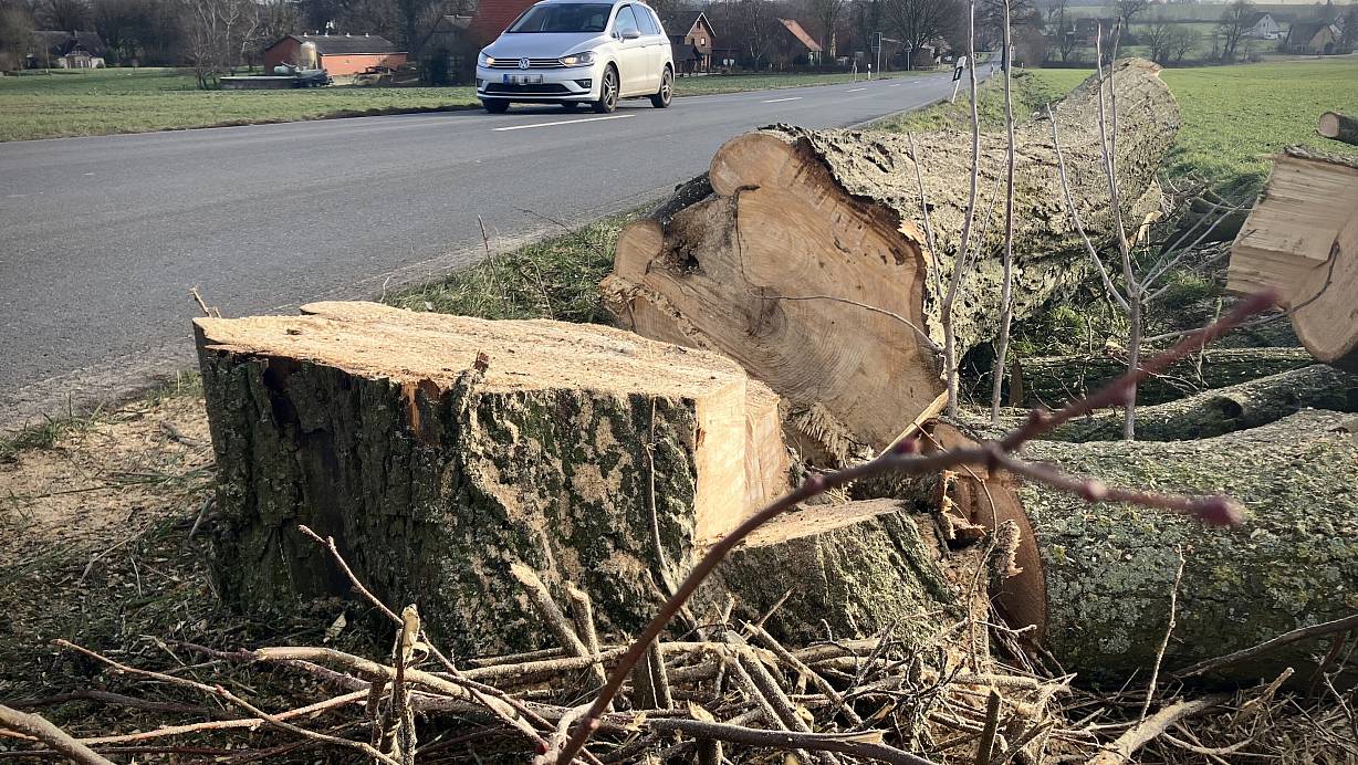 Die Fällung des Baums an der Häger Straße deutet nicht auf einen nahenden Baustart hin. | © Felix Eisele