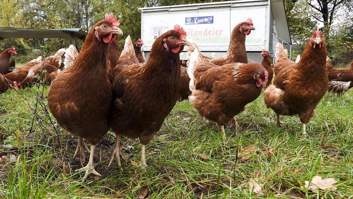 Für Hühner in Freilandhaltung gilt ein besonderes Infektionsrisiko. | © picture alliance / ABBfoto