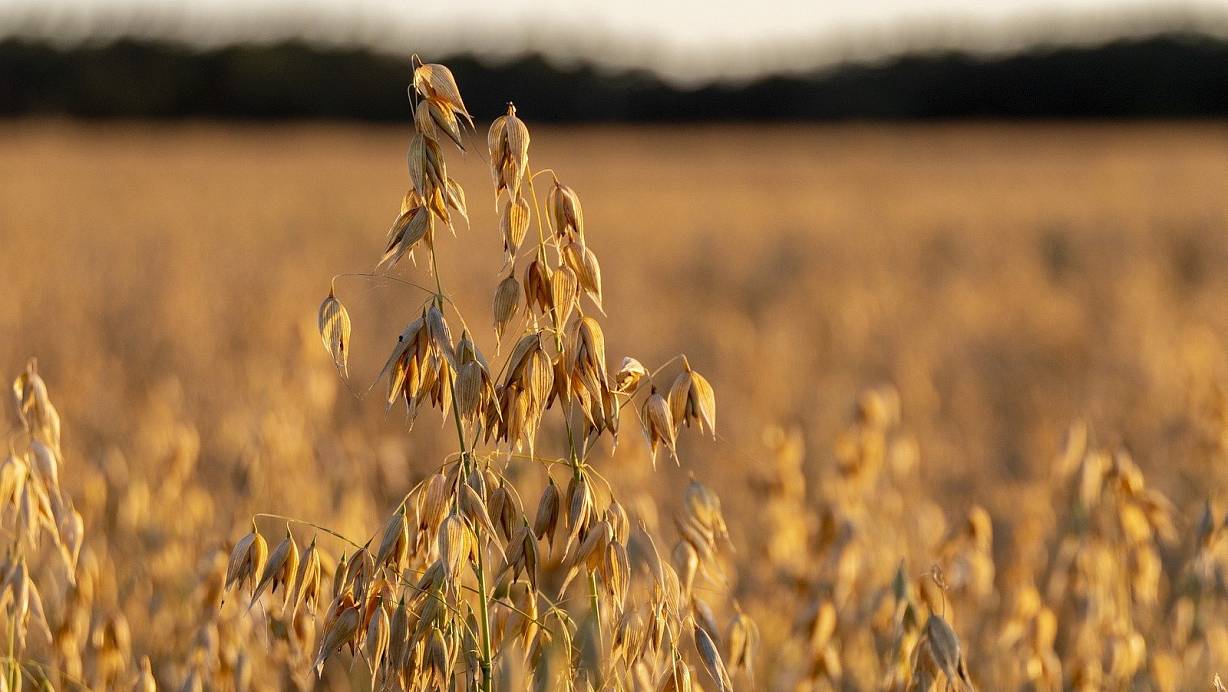 Weil sie ihr Feld besprühen, werden zwei Landwirte von Unbekannten bedroht. | © Jan-Henrik Gerdener