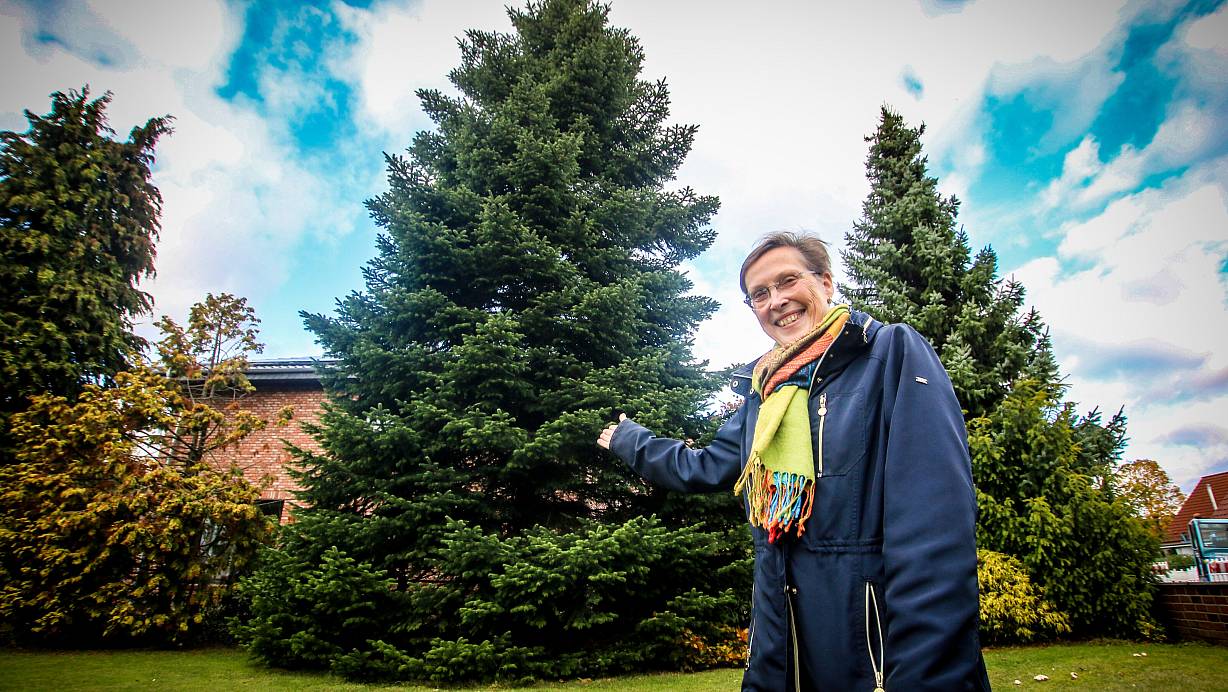Prächtig gewachsen, mehr als 20 Meter hoch und tonnenschwer: Die Nordmanntanne von Kornelia Sudmann wird in diesem als Christbaum in der "Ravensberger Himmelspforte" auf dem Herforder Weihnachtsmarkt erstrahlen. | © Daniel Salmon