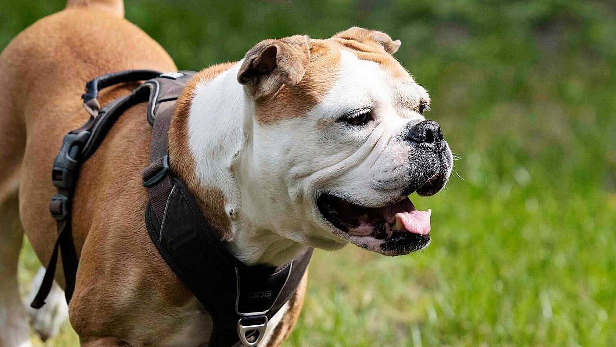 Old English Bulldog Daisy ist auch bei niedrigen Temperaturen schon ganz knapp einer Überhitzung entkommen, obwohl sie sich nur ein paar Minuten lang über einen anderen Hund aufgeregt hatte. | © Tierheim Bielefeld