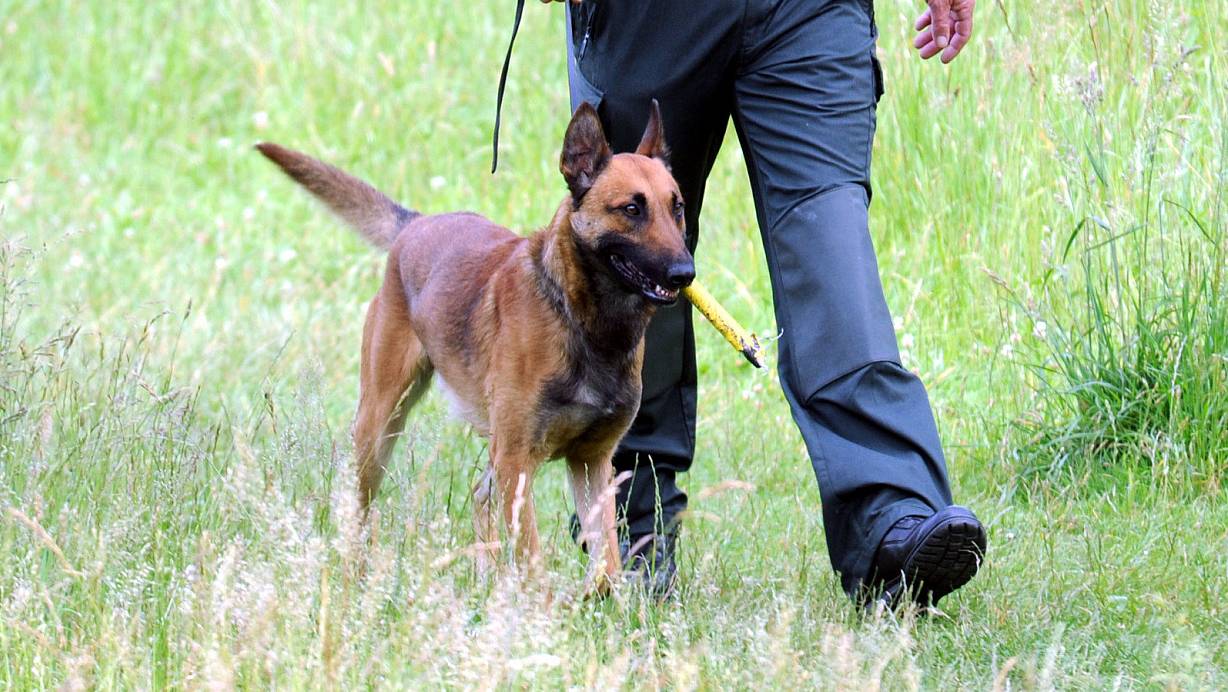 Der Vermisste wurde mehrmals mit Personenspürhunden gesucht. | © (Symbolbild): Marc Köppelmann