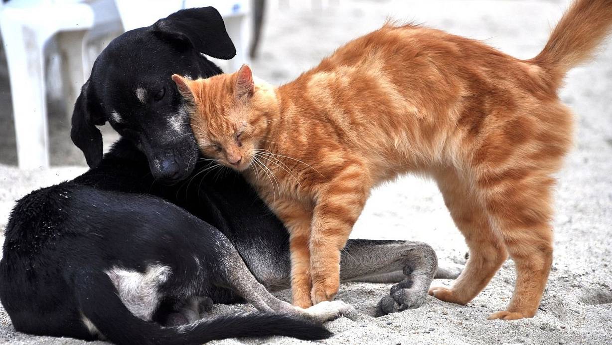 Die Paderbornerin kümmert sich seit vielen Jahren um Tiere in Not. | © Pixabay (Symbolbild)