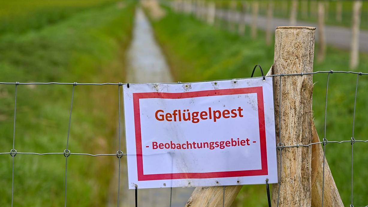 Der Kreis Paderborn verhängt eine erweiterte Aufstallpflicht für weite Teile des Kreises. | © (Symbolbild) dpa/Patrick Pleul