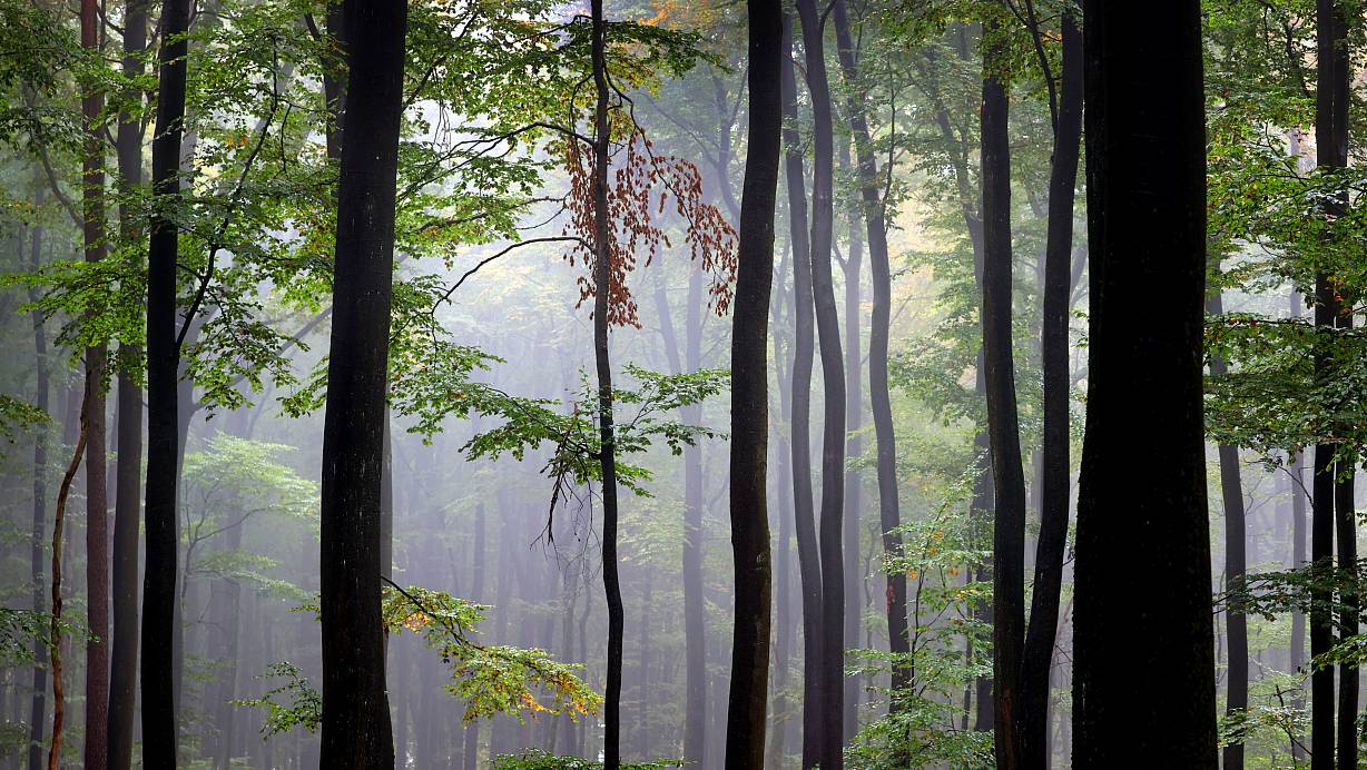 Die Polizei entdeckte drei verwahrlost wirkende Kinder in einem Wald bei Mönchengladbach. | © dpa