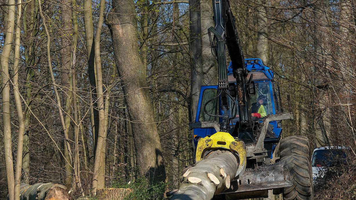 Und tschüss: Wieder ist eine sehr alte, totkranke Buche gefallen und wird aus dem Wald herausgezogen. | © Foto: Andreas Zobe/NW