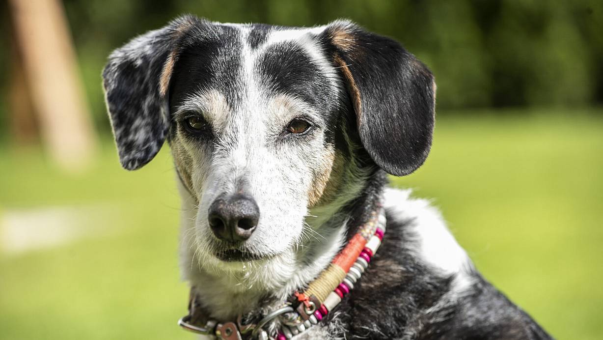 Elli (13) hat einen besonderen Job: Feel-Good-Managerin. Ihr Markenzeichen ist ein gepunktetes und ein schwarzes Ohr. | © Jörg Dieckmann