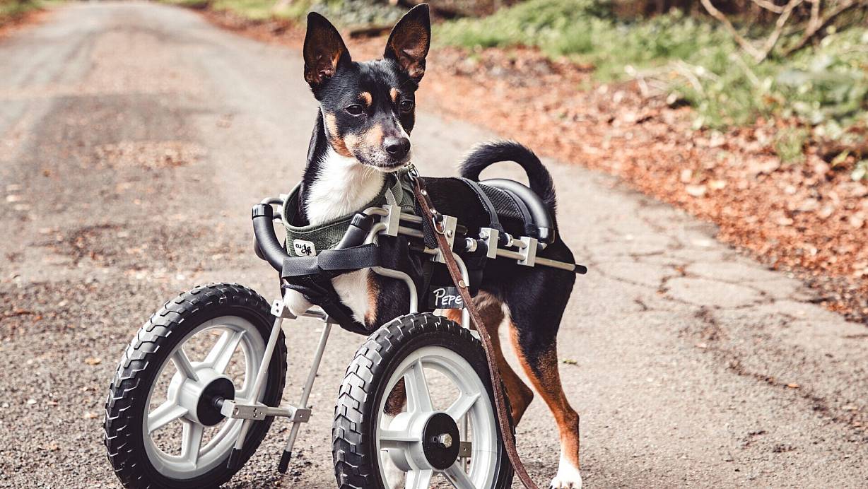 Mit seinem Rollstuhl kann der lauffreudige Pepe nun auch wieder längere Spaziergänge machen. | © Janine Kromminga