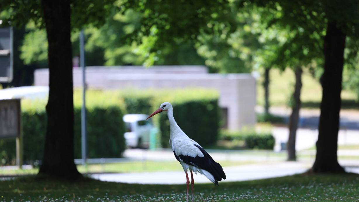"Herr Meier" sucht auf dem Johannisberg im Gras nach Insekten und Mäusen. Im Hintergrund ist die Touristinformation zu sehen. | © Sarah Jonek