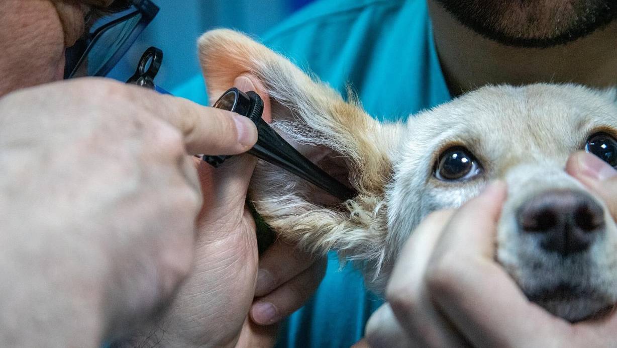 Wenn der Hund nachts plötzlich krank wird, haben Tierbesitzer demnächst ein großes Problem. | © Pixabay