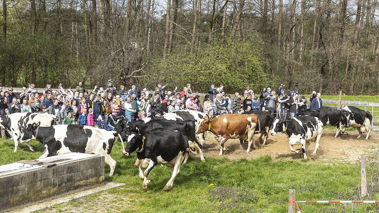 Aufgalopp auf Gut Wilhelmsdorf: Die Kühe können es gar nicht erwarten, auf die Weide zu kommen. Sie laufen, springen und tollen miteinander herum. | © Jörg Dieckmann - www.dieckmann-fotodesign.de