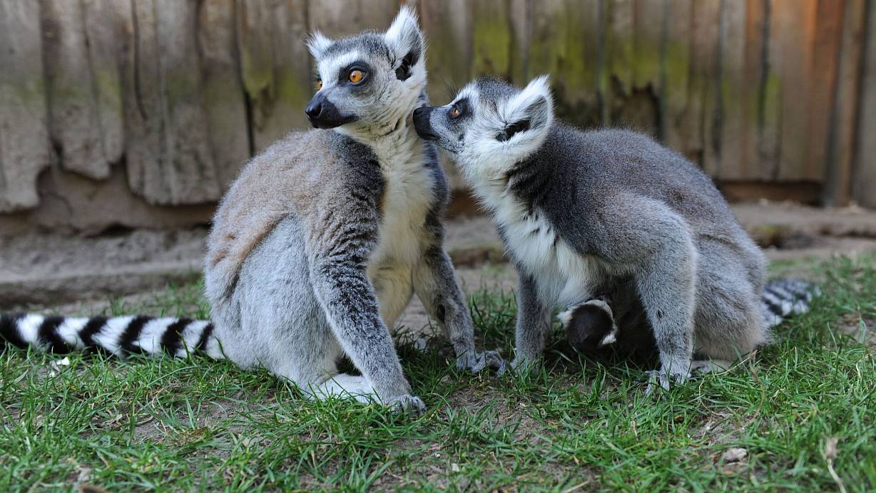 Bei den Kattas im Tierpark Ströhen ist immer was los. Und zwischendurch ist immer Zeit, um mal auf Tuchfühlung zu gehen. | © Joern Spreen-Ledebur