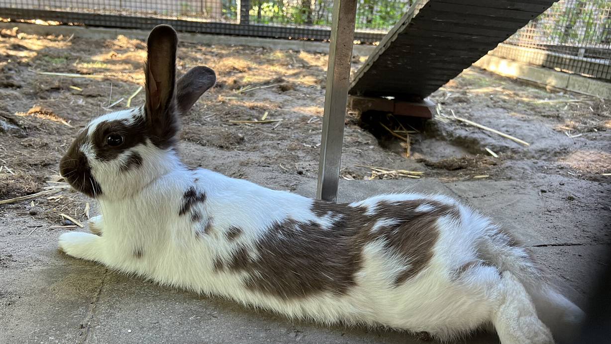 Die Kaninchen im Rietberger Gartenschaupark sollen jetzt mehr Rückzugsmöglichkeiten haben. | © Birgit Vredenburg