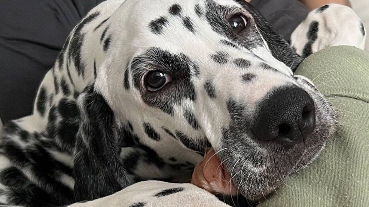 Loki ist ein Jahr alt und wird immer noch vermisst. Laute Böller haben ihn verschreckt und in den Wald rennen lassen. | © NW
