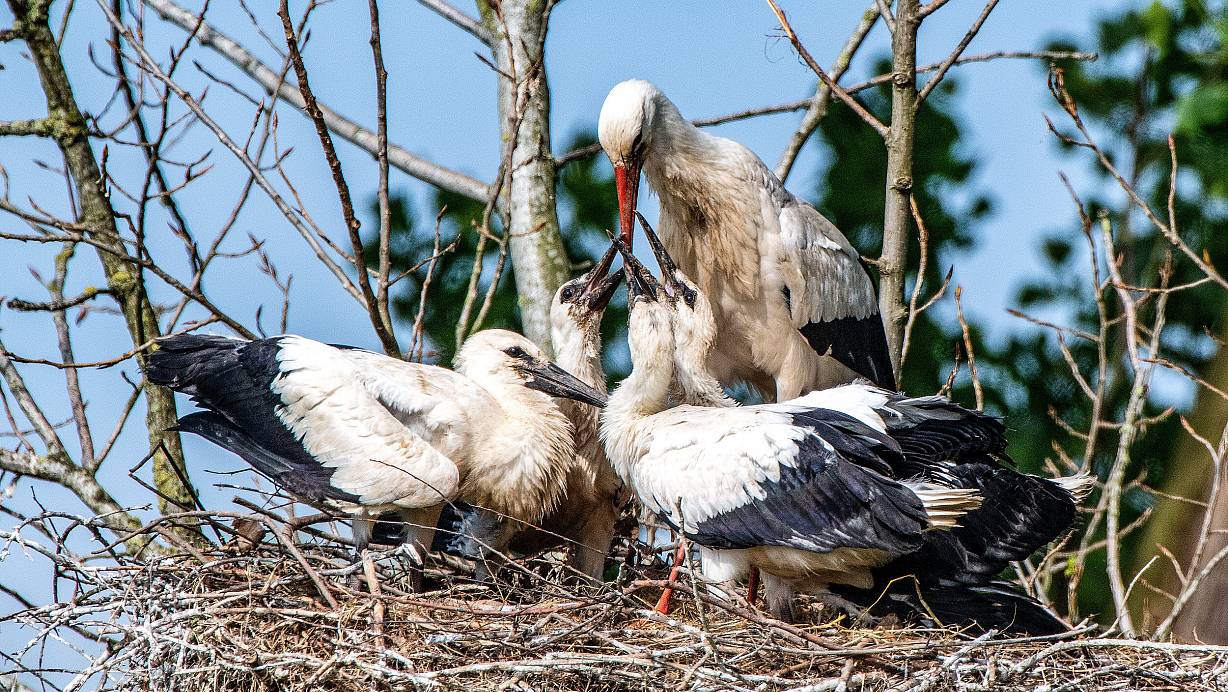 Vier Jungstörche werden in einem Horst am Niederrhein gefüttert. | © Peter Malzbender/NABU-Kreisgruppe Wesel e.V./dpa