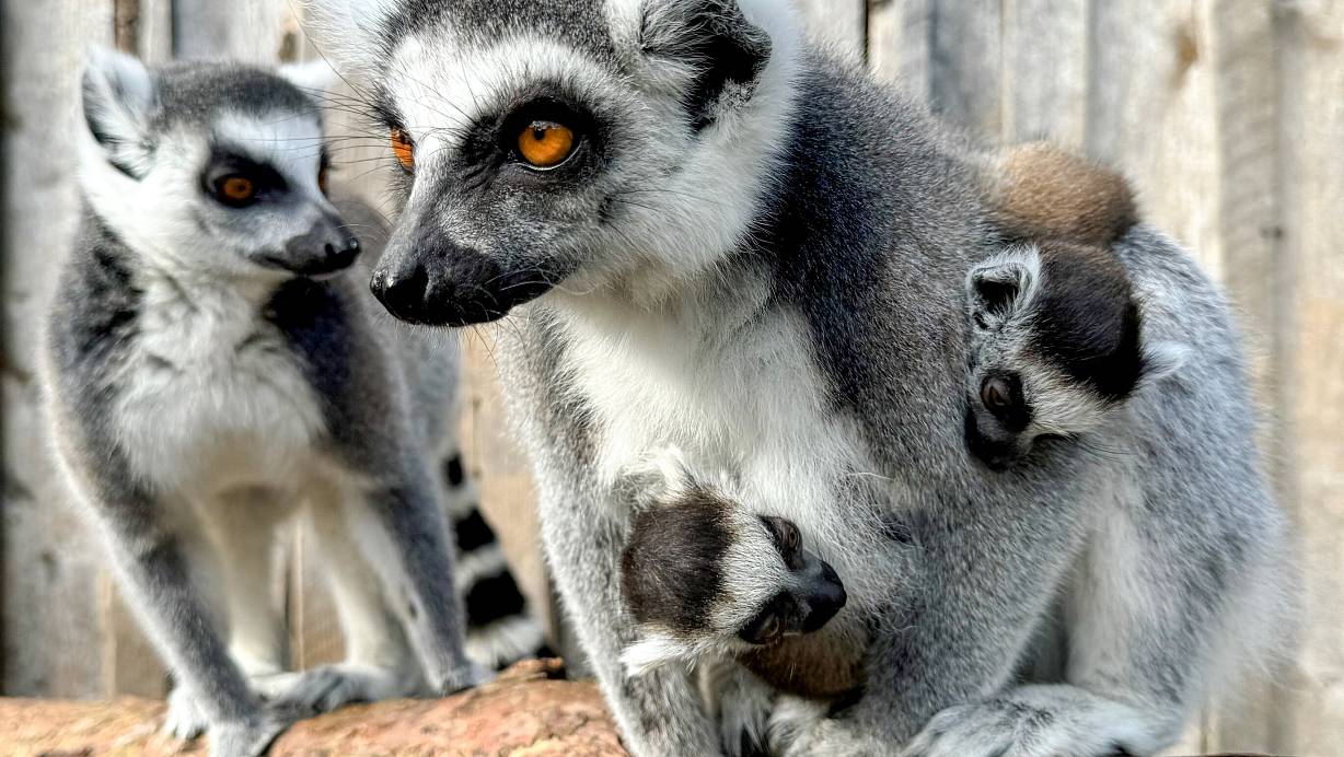 Im Tierpark Ströhen haben einige Tierkinder das Licht der Welt erblickt, hier die Katta-Zwillinge mit ihrer Mutter. | © Tierpark Ströhen