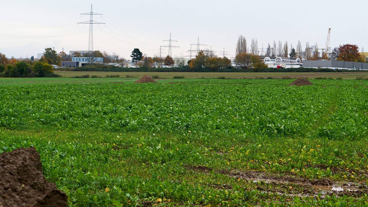 Auf diesen Flächen zwischen Barkhauser Straße, B64 und den Gewerbeflächen an Greifswalder Straße sowie der Straße Stadtlanfert wird der Neubau der Kreisfeuerwehrzentrale errichtet. | © 2023 Ralph Meyer. Alle Inhalte urheberrechtlich geschützt.