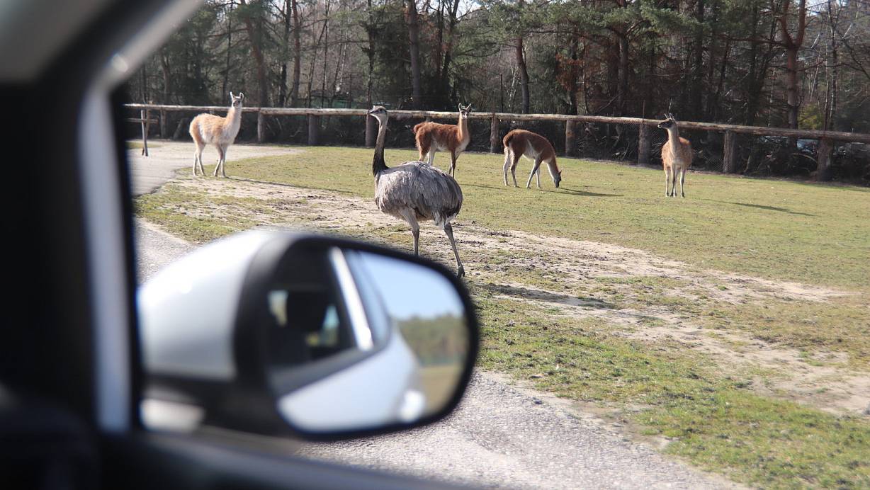 Obwohl das Safariland vorerst noch geschlossen bleiben wird, ist die Autosafari ungeachtet dessen möglich. | © Sigurd Gringel