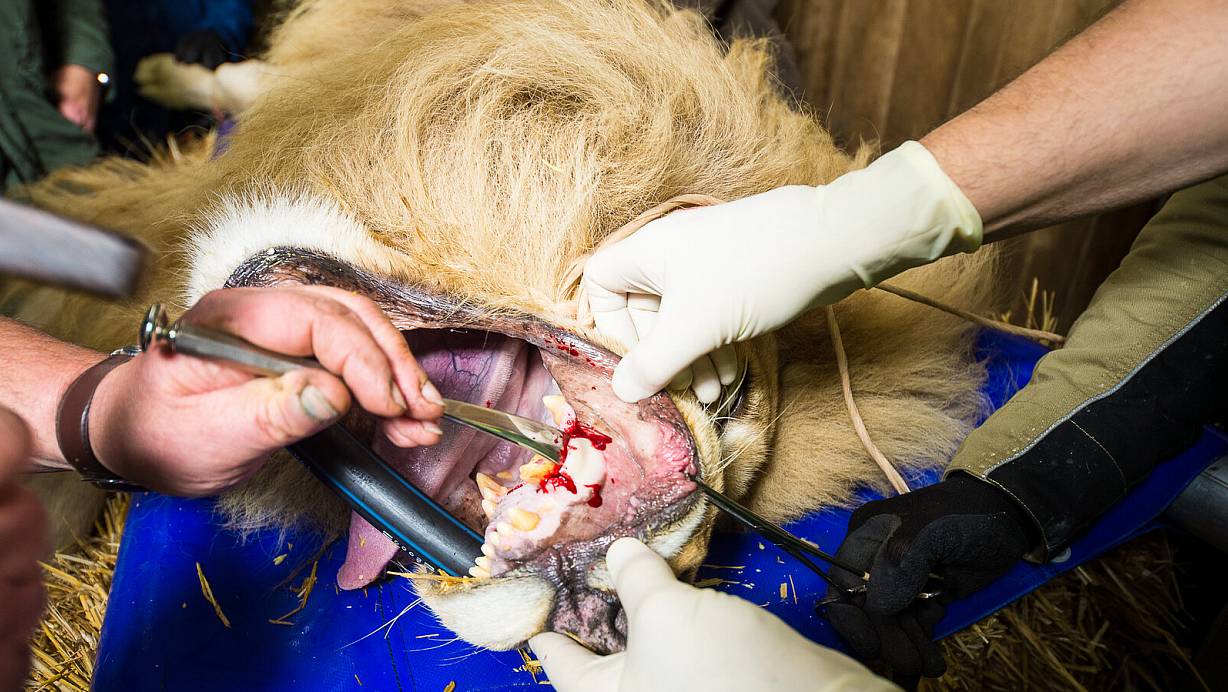 Da liegt ein Nerv blank: Der Löwenmann lässt sich im Tiefschlaf vom Zahnarzt behandeln. | © Christian Mathiesen