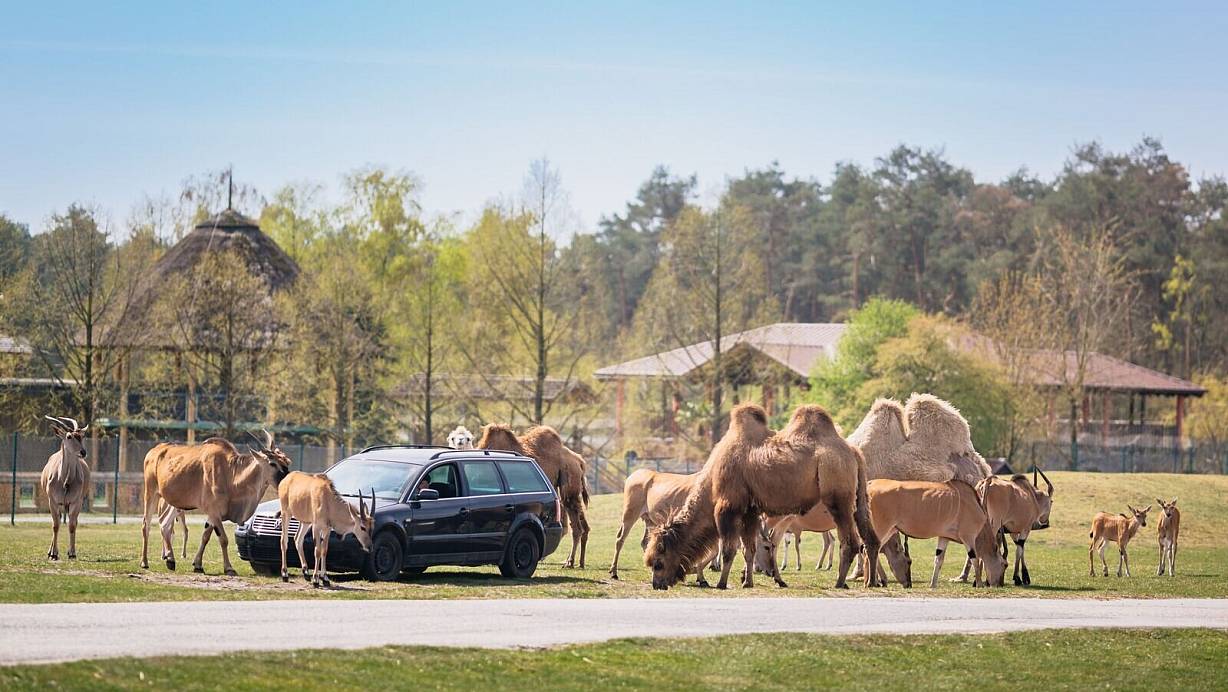 In der Steppenlandschaft des Safarilandes dürfen sich die Tiere gerne reichlich vermehren, zum Beispiel Kamele, Gnus und Elen-Antilopen. | © Besim Mazhiqi