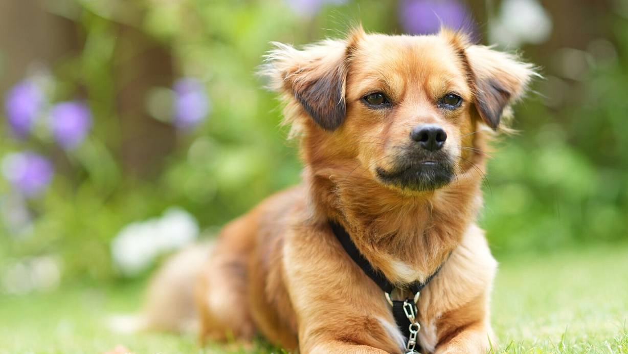 Klein, verschmust und selbstbewusst ist Charly. Und er hat ein kuschelig-weiches Fell. Chiwawa und Dackel könnten mit drin stecken, vermutet seine Besitzerin. | © Peter Unger