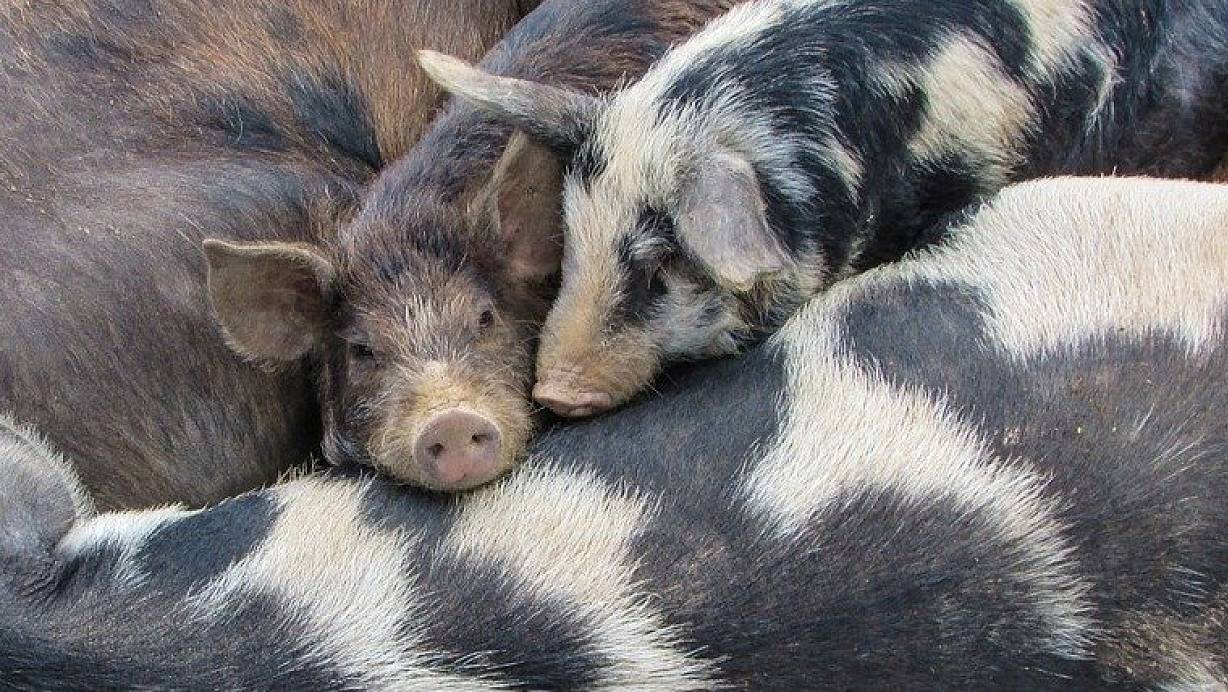 Der Fahrer des Schweinetransporters zeigte sich uneinsichtig. | © (Symbolbild): Pixabay