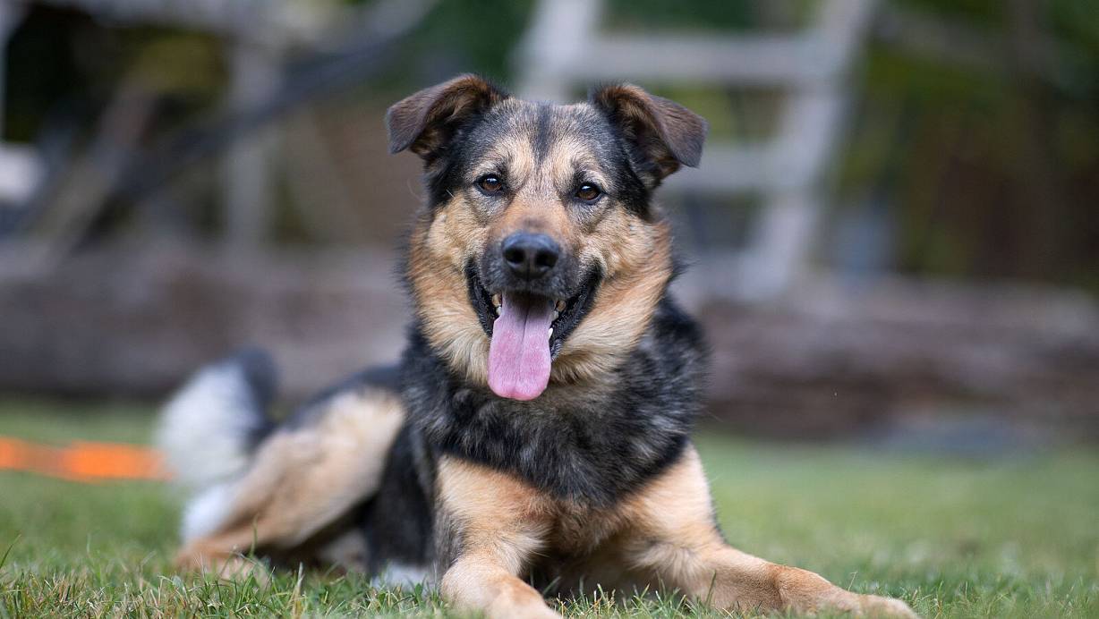 Der schwarz-braune, vierjährige Mischling Peanut ist kuschelig, brav, ein guter Wachhund und Spielkamerad, mutig, aufmerksam, lustig, schlau, weich, fantastisch – und noch vieles mehr, so seine Familie. | © Oliver Krato