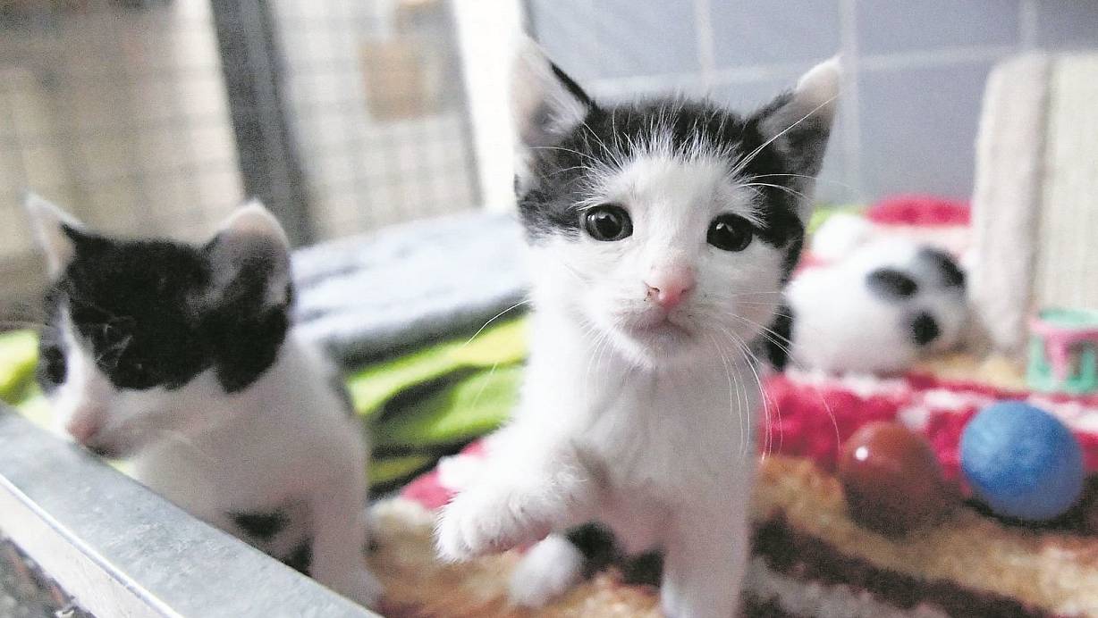 Im Tierheim Paderborn warten Katzen und Hunde auf ein neues Zuhause. | © Marc Köppelmann
