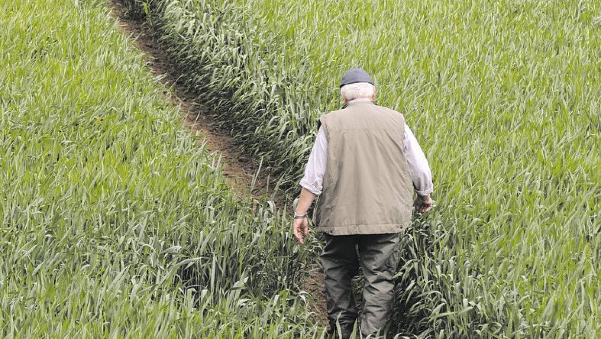 Wichtige Landebahnen: Landwirt Karl Schmid läuft im Weizenfeld durch ein Lerchenfenster.  FOTO: DPA | © dpa
