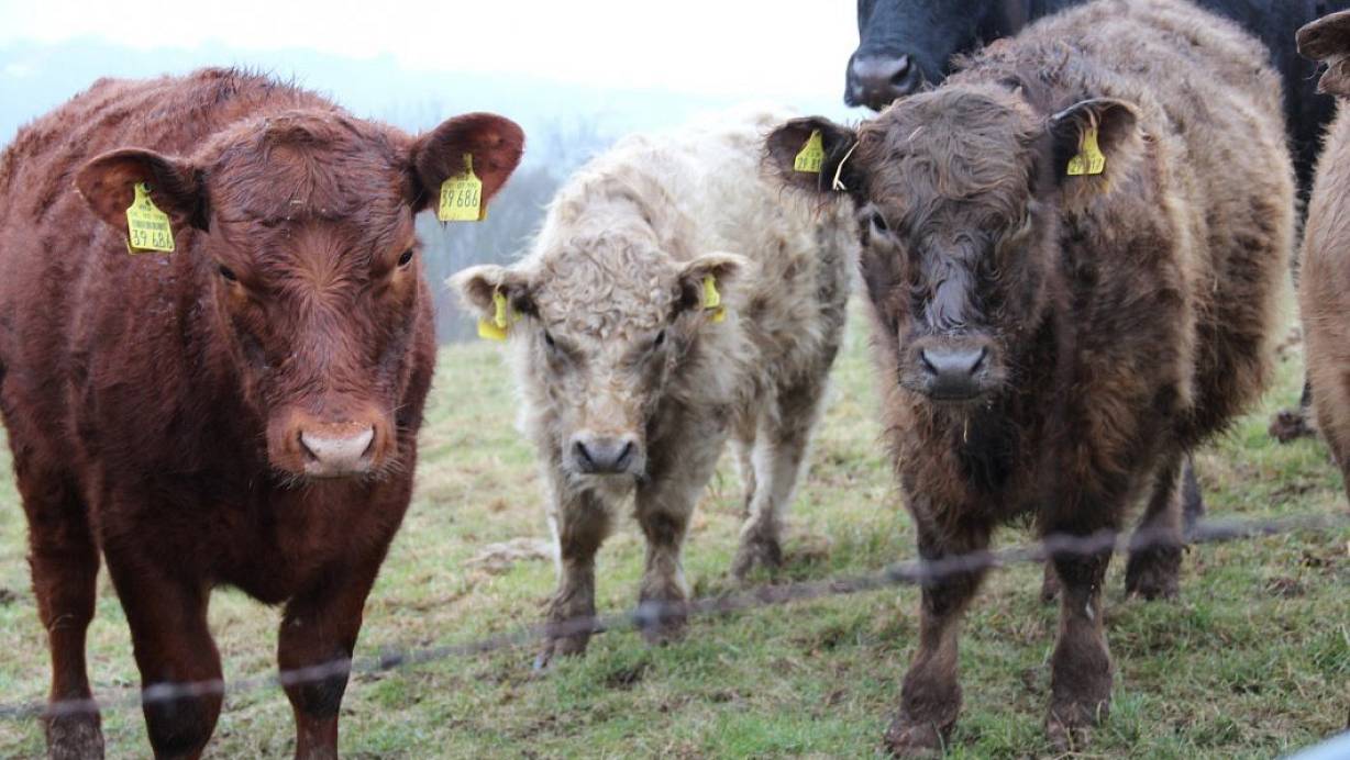 Immer wieder büxen Jungbullen mal aus und suchen den Weg in die weite Welt. | © (Symbolbild) Gisela Schwarze