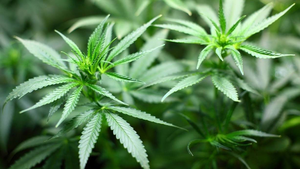 Illegal: Immer wieder entdeckt die Polizei im Mühlenkreis professionelle Cannabis-Indoorplantagen. | © Pixabay