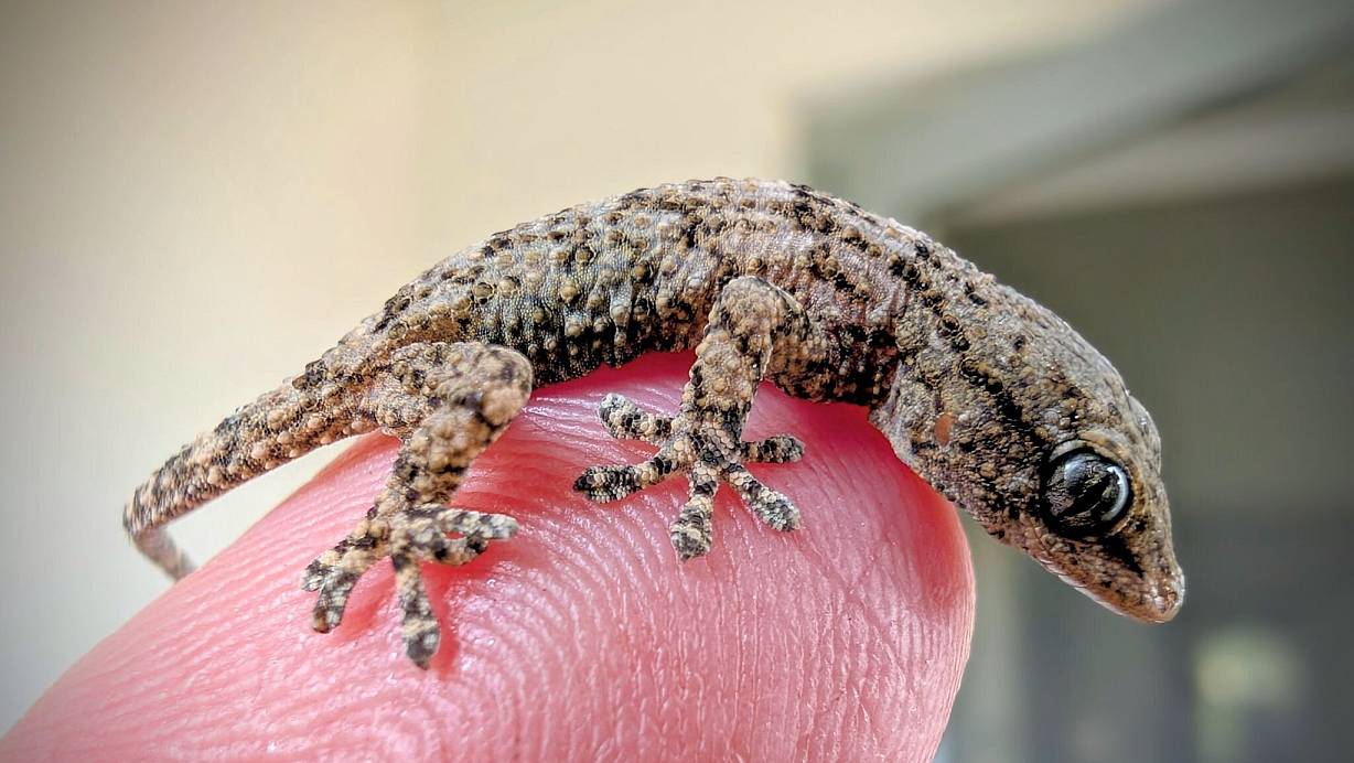 Diesen Gecko fand eine Frau aus Polen in einer Packung Rucola-Salat aus dem Supermarkt. | © -/Bart?omiej Gorzkowski/Epicrates/dpa