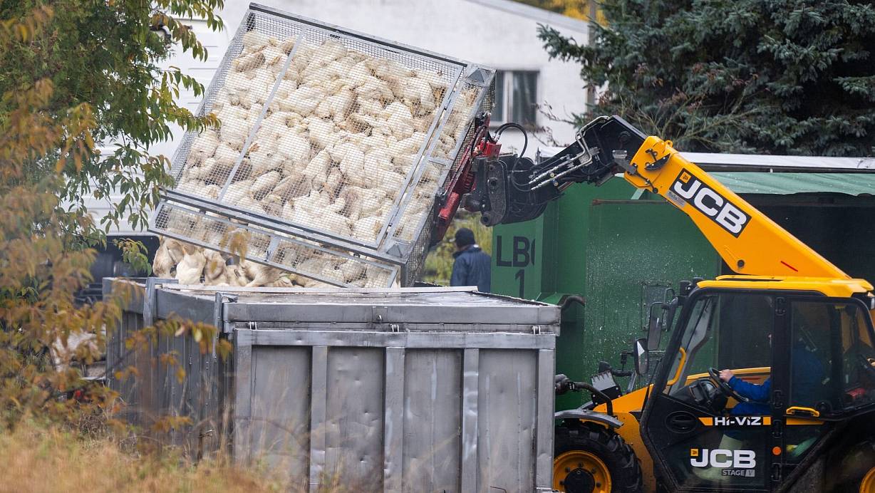 Unzählige Gänse und Enten mussten aufgrund des Vogelgrippe-Ausbruchs in Agrarbetrieben bereits getötet werden. (Archivbild) | © Christophe Gateau/dpa