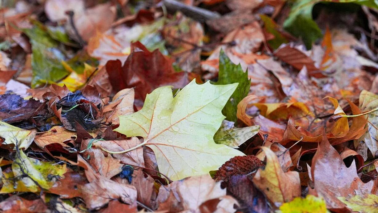 Der «Goldene Herbst» kam kaum zum Vorschein - die Sonne schien deutlich zu wenig. | © Soeren Stache/dpa